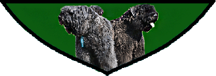 SITE WEB ELEVAGE DU CLOS DE LA LUETTE SPECIALISE POUR LE BOUVIER DES FLANDRES &copy; COPYRIGHT DEPOSE